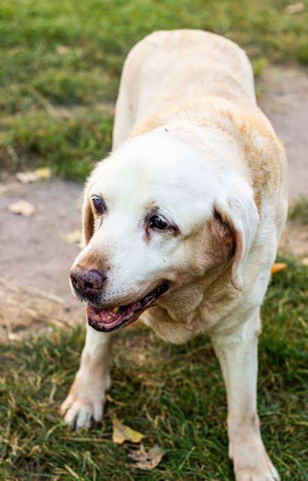 Lost dog